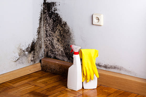 Why You Should Choose Our Mold Remediation Services in Rancho Viejo, TX